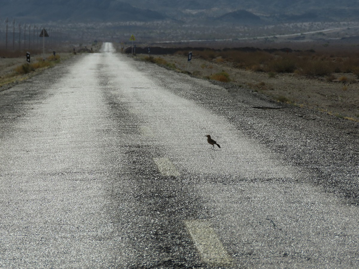 Iranian Ground-Jay - ML621777496