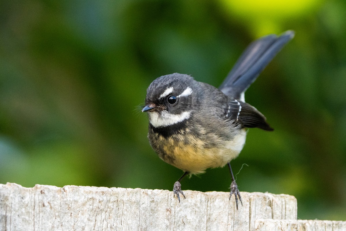 Gray Fantail - ML621777649