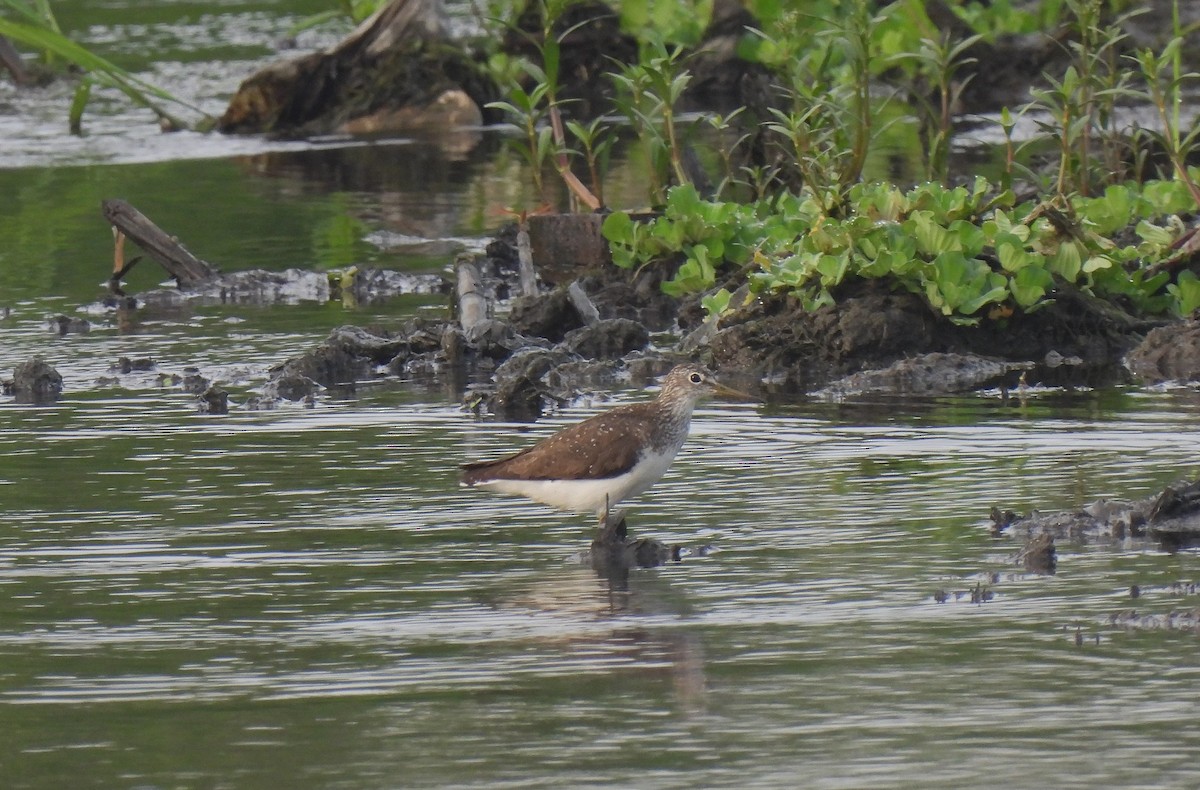 Green Sandpiper - ML621777652