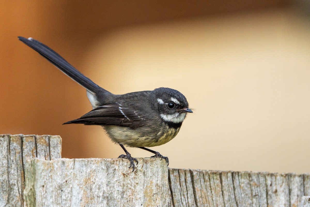 Gray Fantail - ML621777656