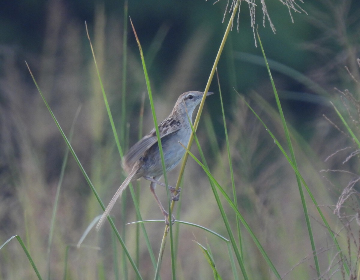 Striated Grassbird - ML621777662