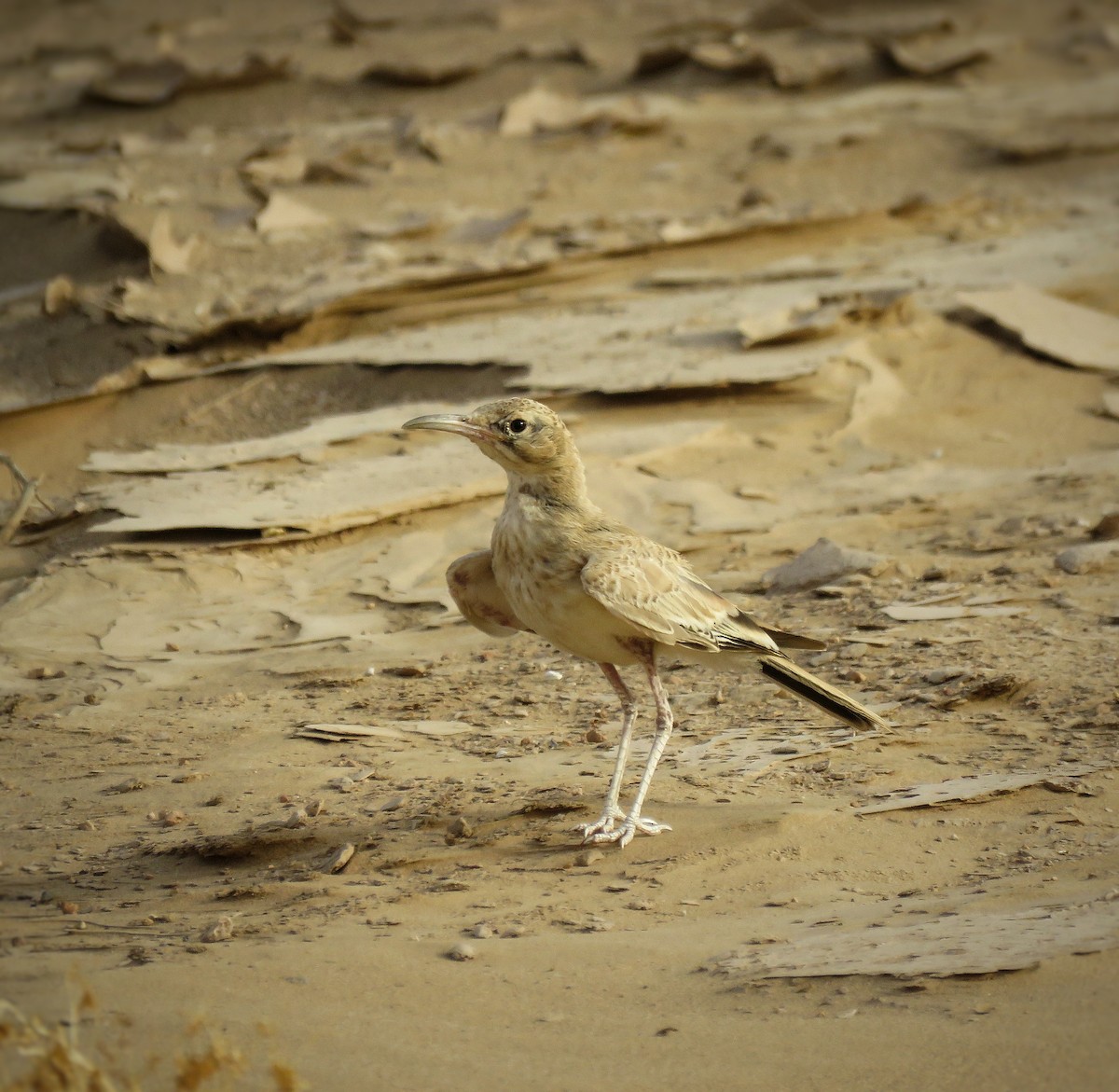 Greater Hoopoe-Lark - ML621777669