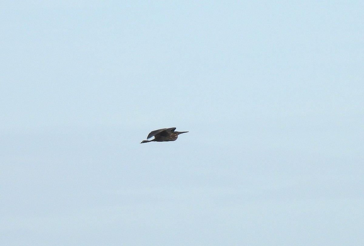 Black Bittern - ML621777701