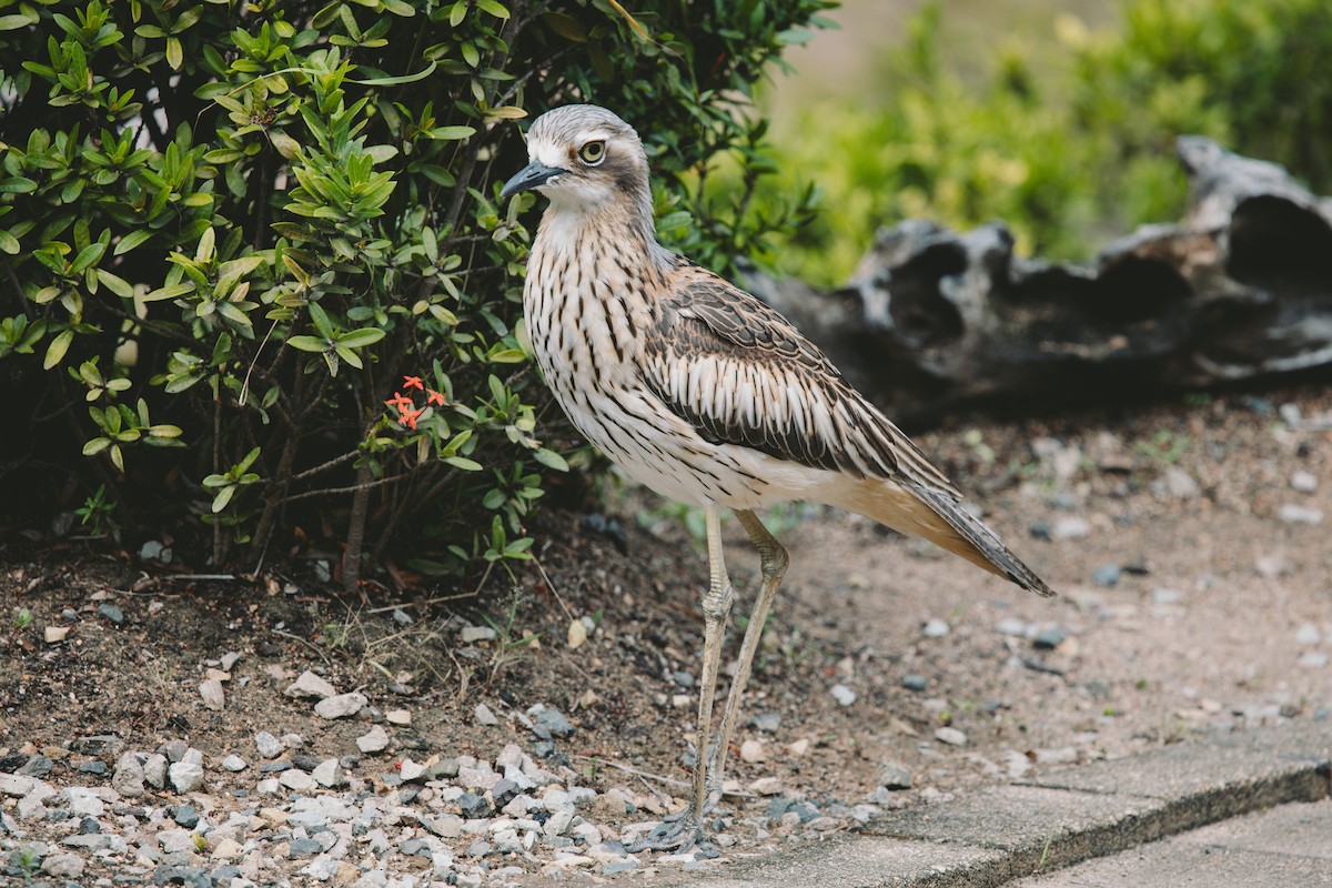 Bush Thick-knee - ML621777715