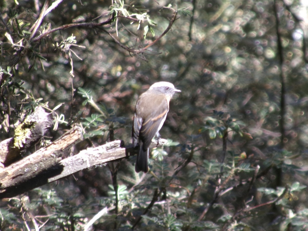 Rufous-breasted Chat-Tyrant - ML621777814