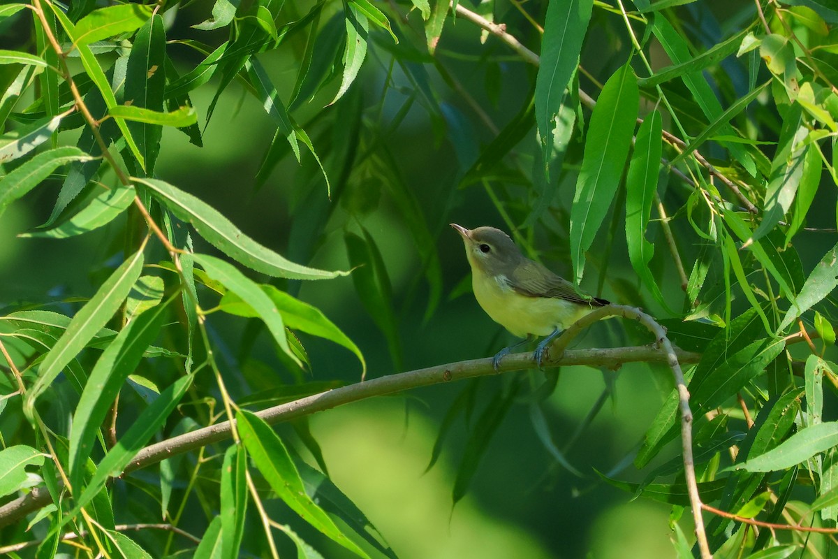 Warbling Vireo - ML621777825