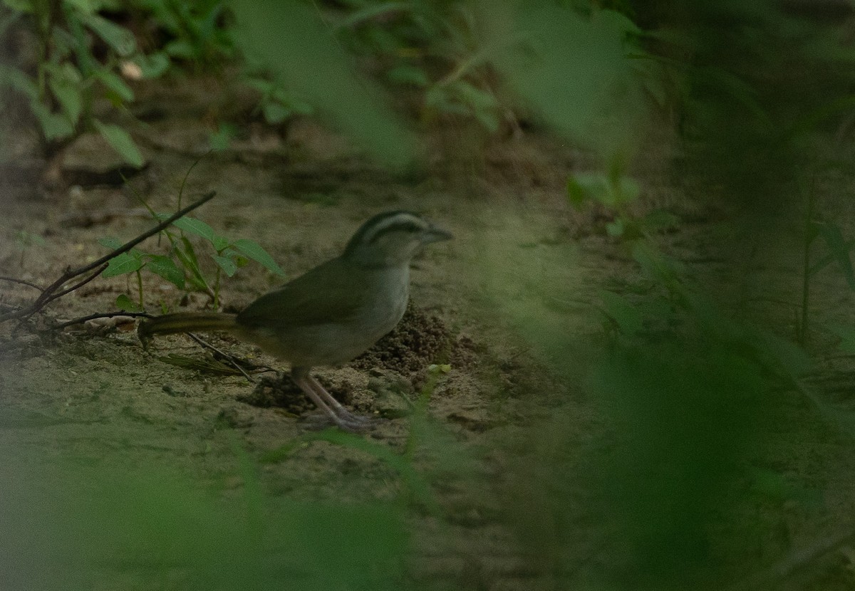 Tocuyo Sparrow - Santiago Imberti