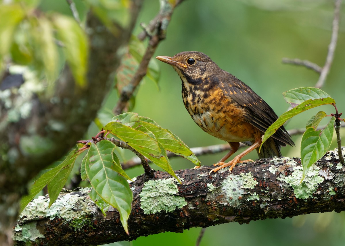 Black-breasted Thrush - ML621777865