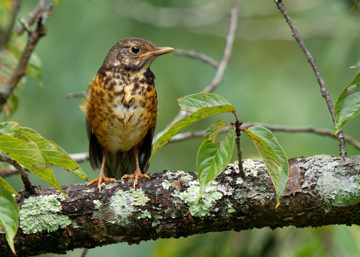 Black-breasted Thrush - ML621777866