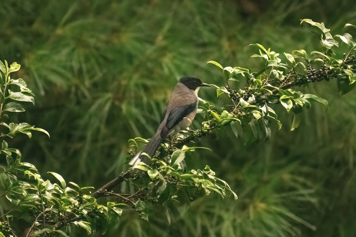 Black-headed Sibia - ML621777908