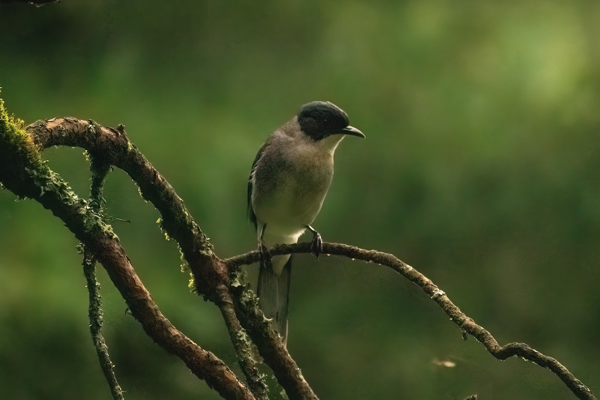 Black-headed Sibia - ML621777909