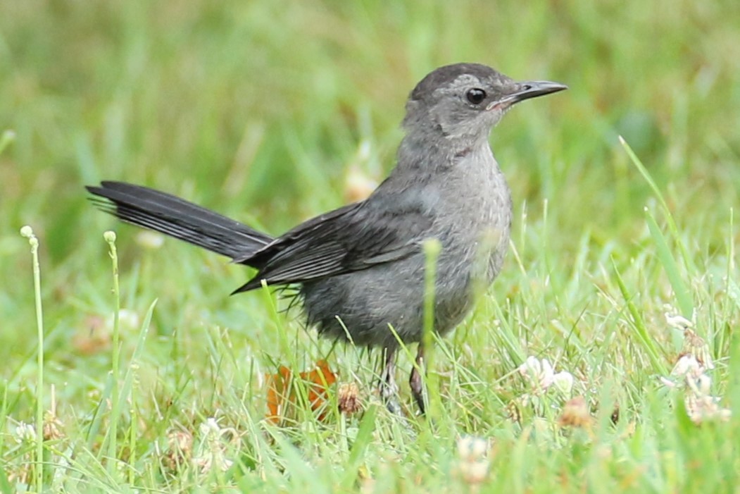 Pájaro Gato Gris - ML621777949