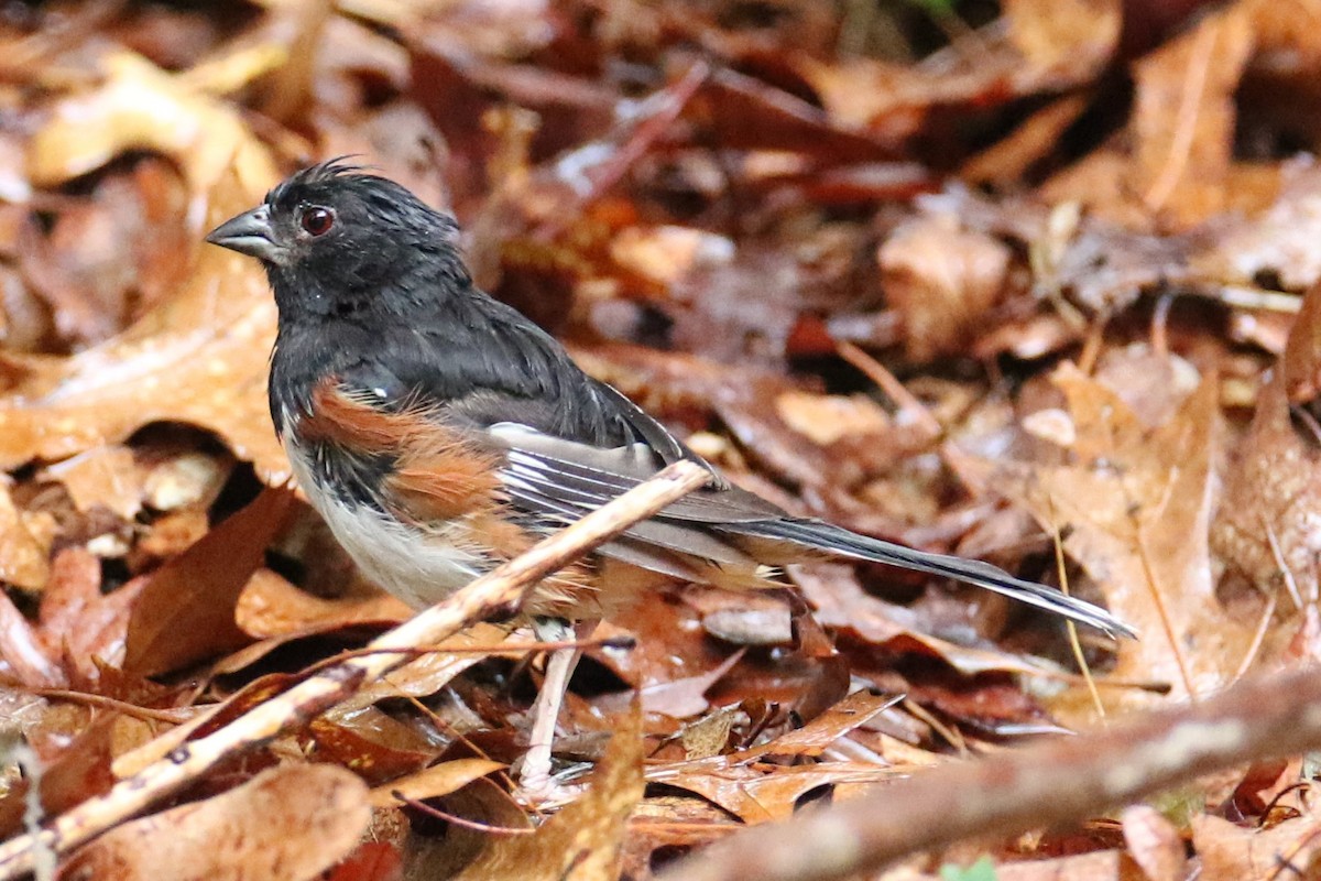 Eastern Towhee - ML621777968