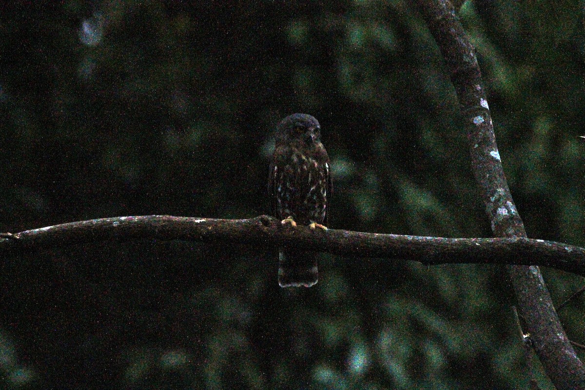 Brown Boobook - ML621778082