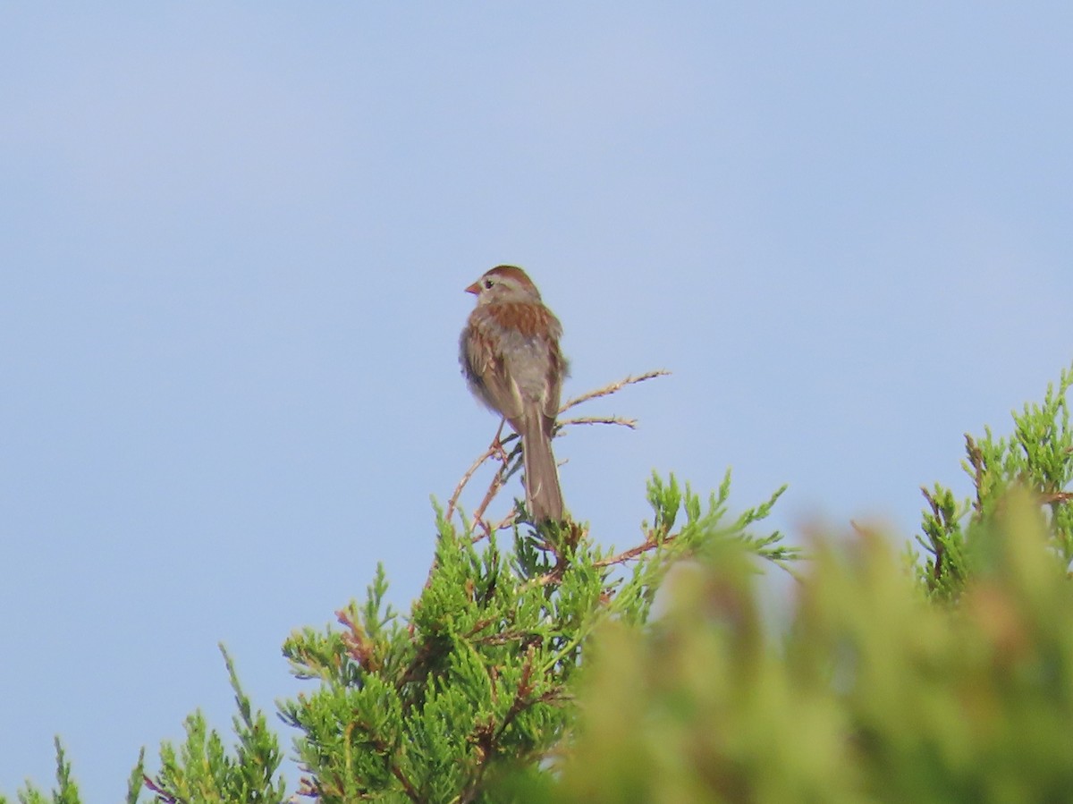 eBird Checklist - 23 Jul 2024 - Cape Island--Cape May Point SP (CMPSP ...