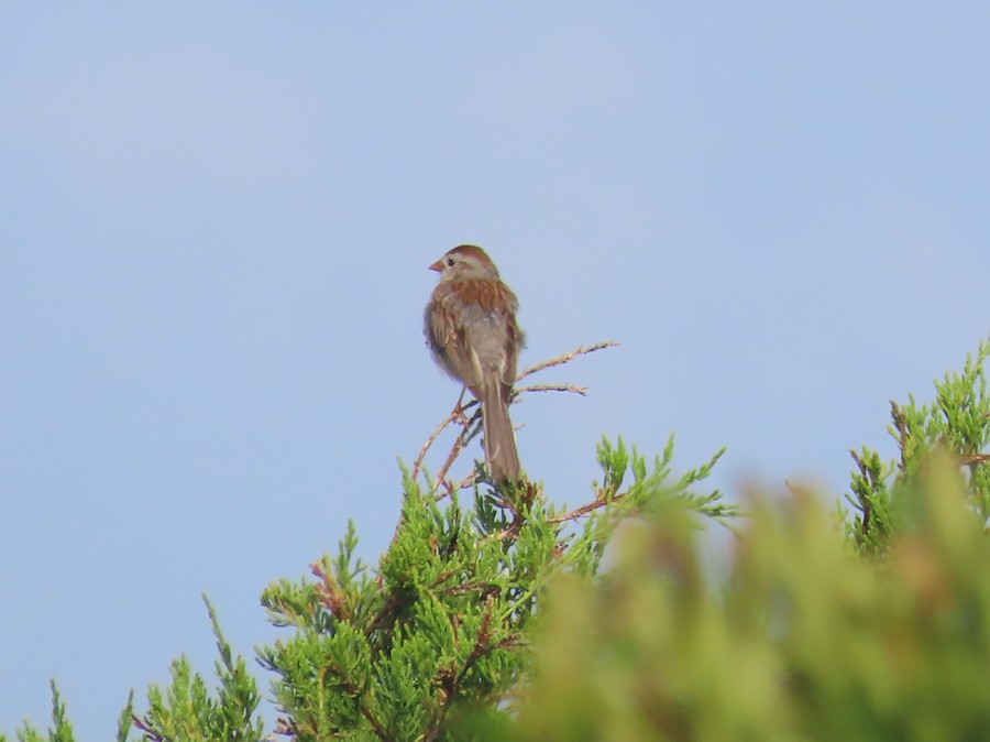 Field Sparrow - Ruth Bergstrom