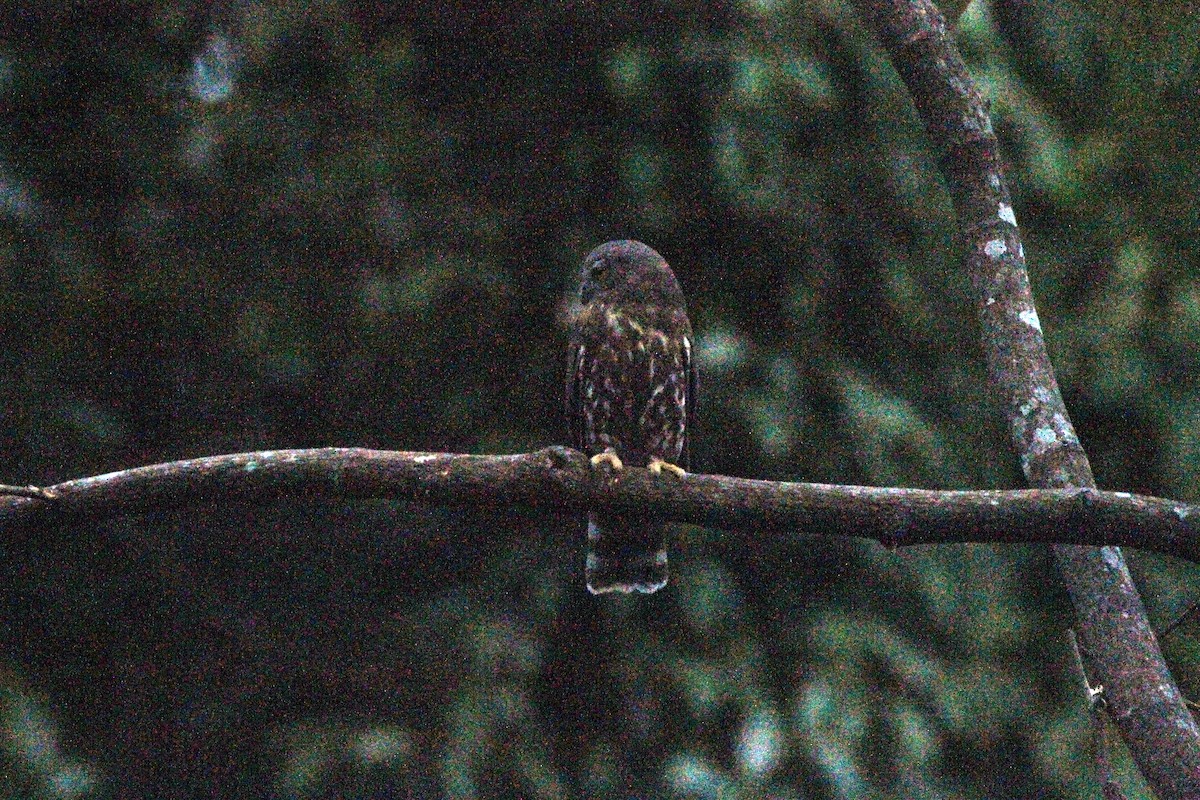 Brown Boobook - ML621778103