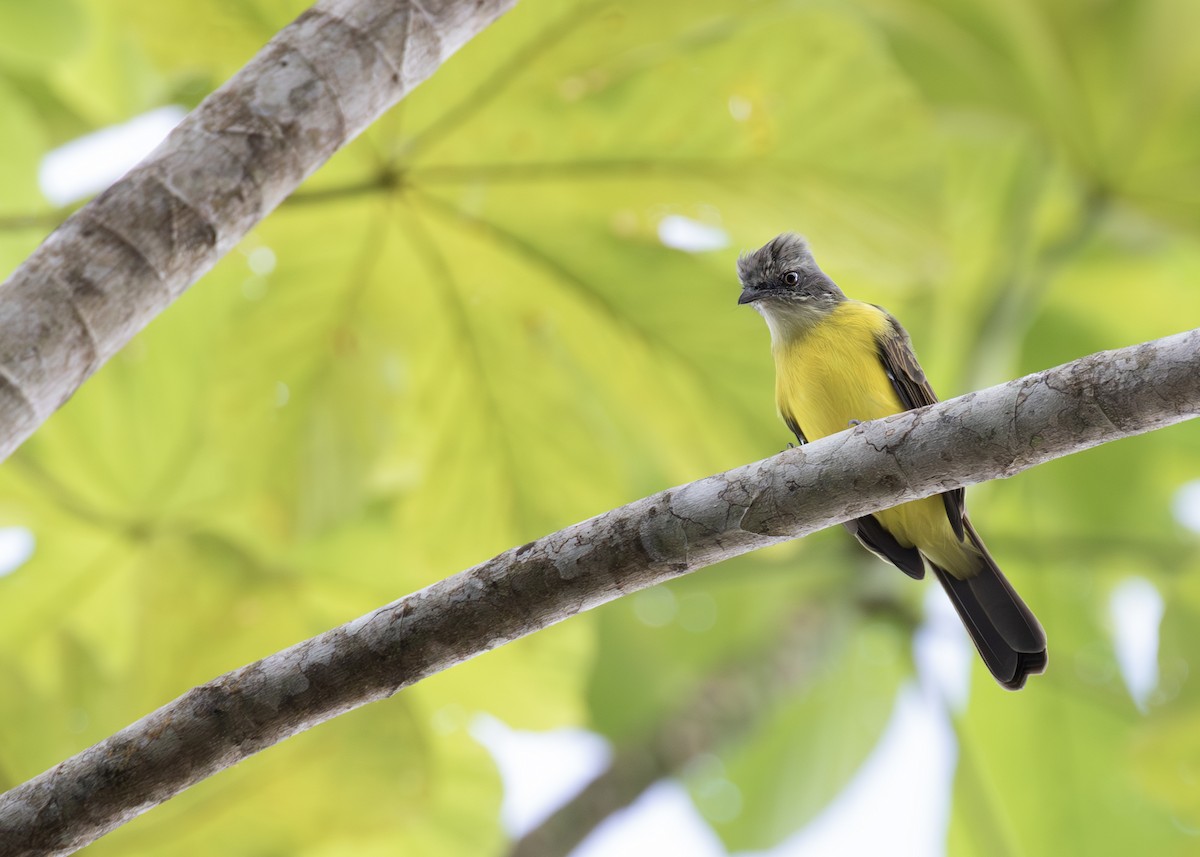 Gray-capped Flycatcher - Caio Brito