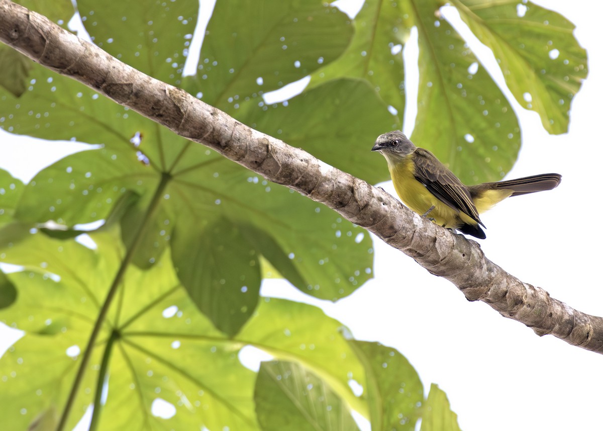 Gray-capped Flycatcher - ML621778136