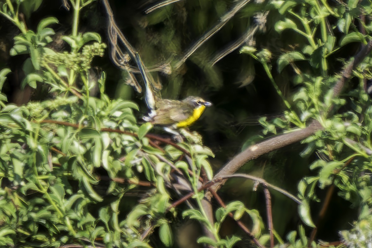 Yellow-breasted Chat - ML621778167