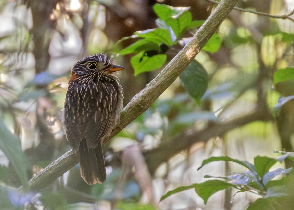 Semicollared Puffbird - ML621778172