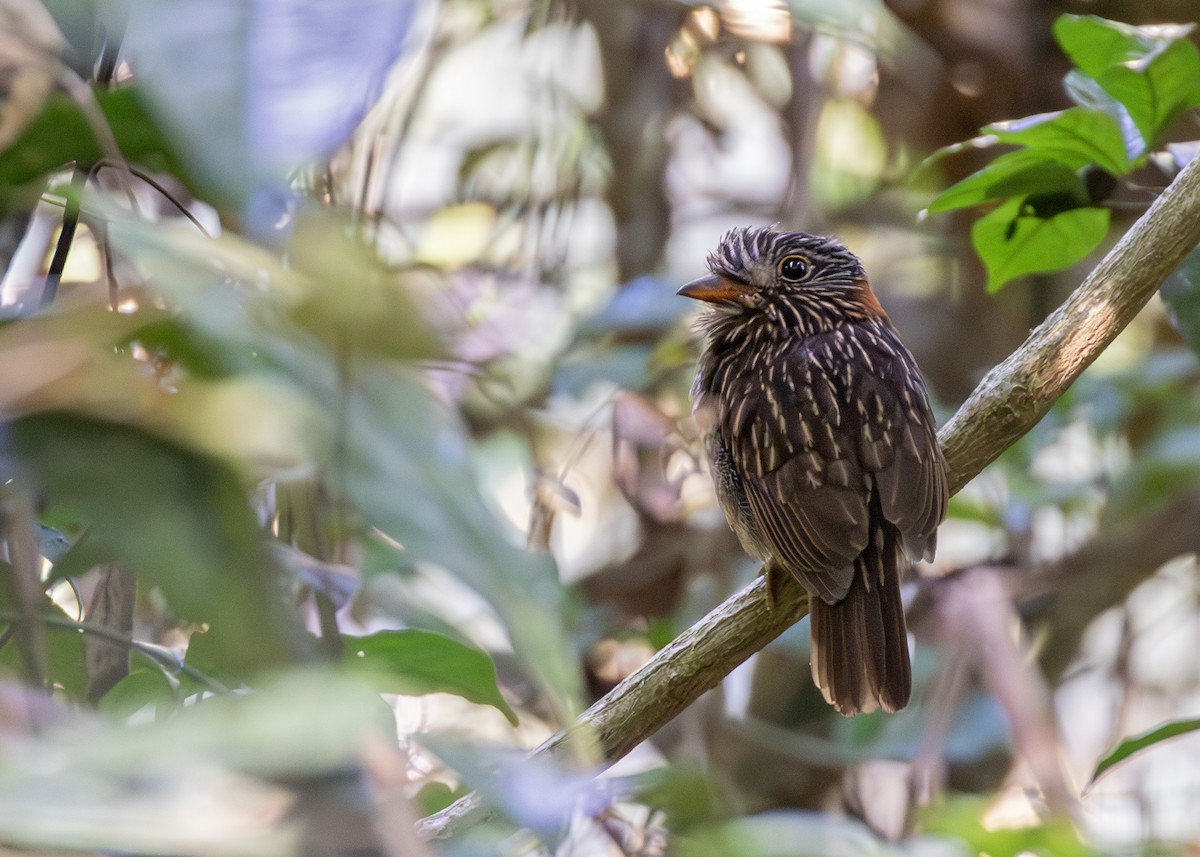 Semicollared Puffbird - ML621778173