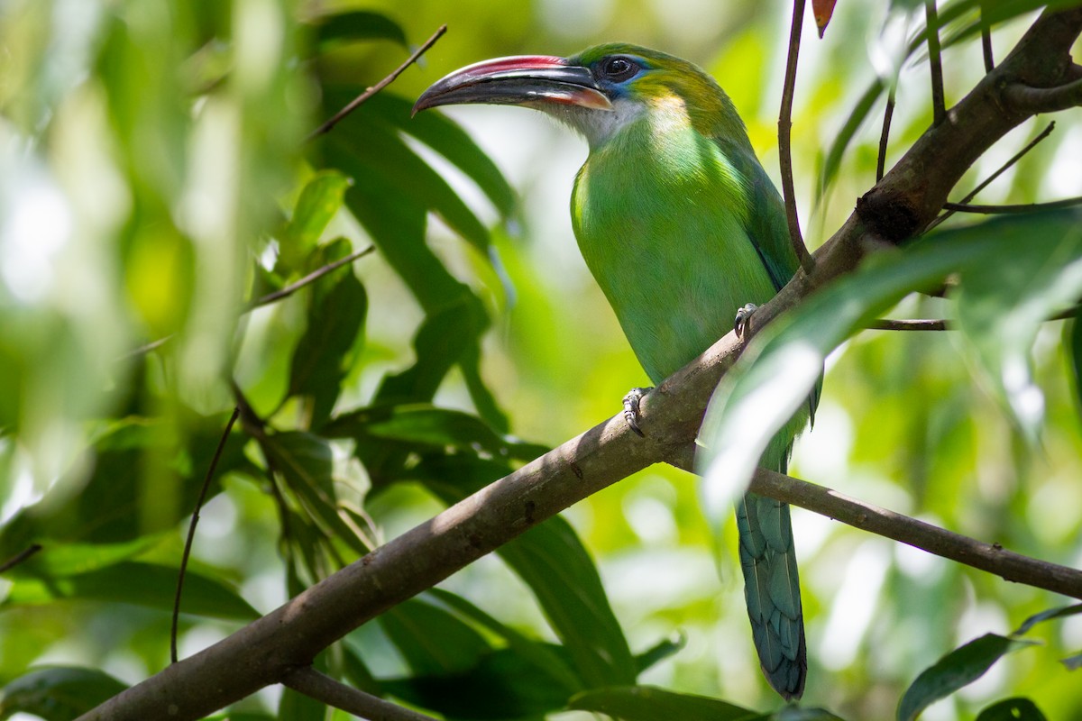 Groove-billed Toucanet - ML621778174