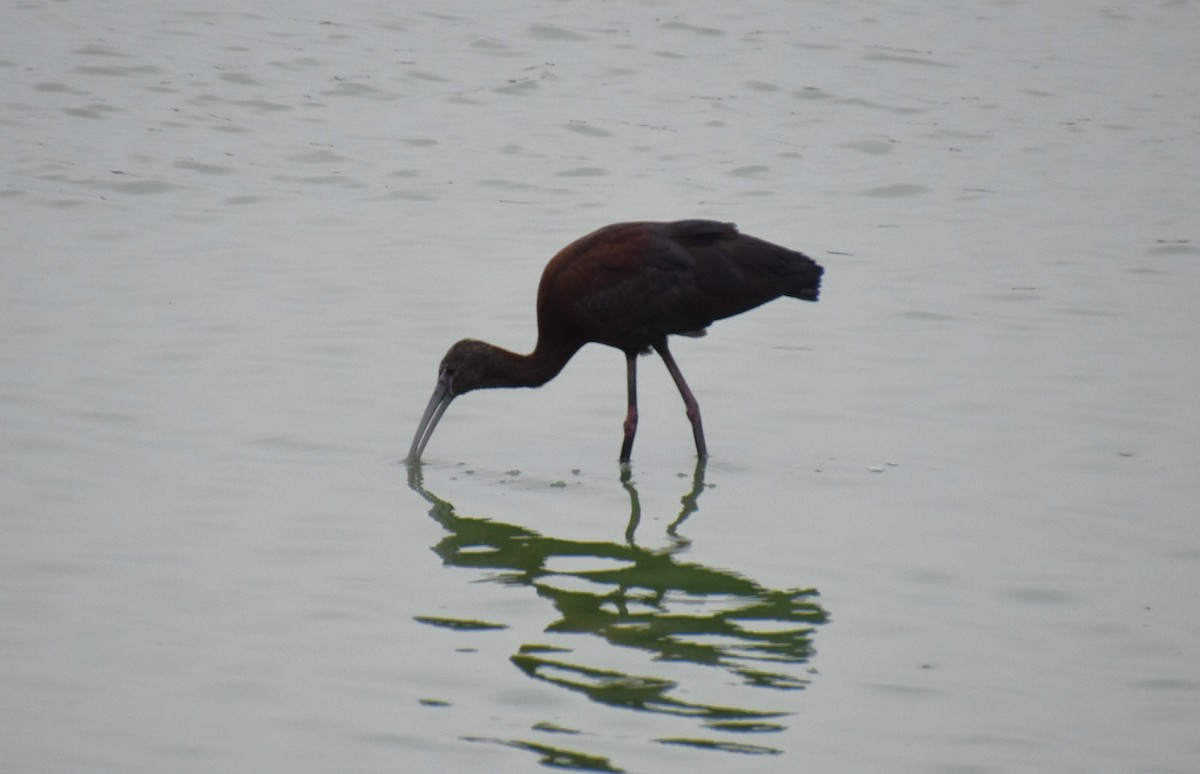 White-faced Ibis - ML621778215