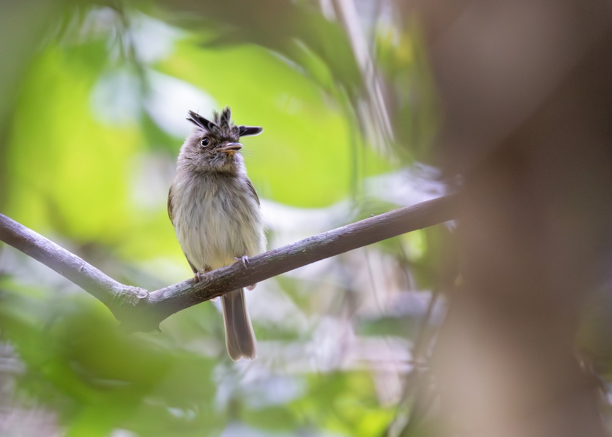 Long-crested Pygmy-Tyrant - ML621778216