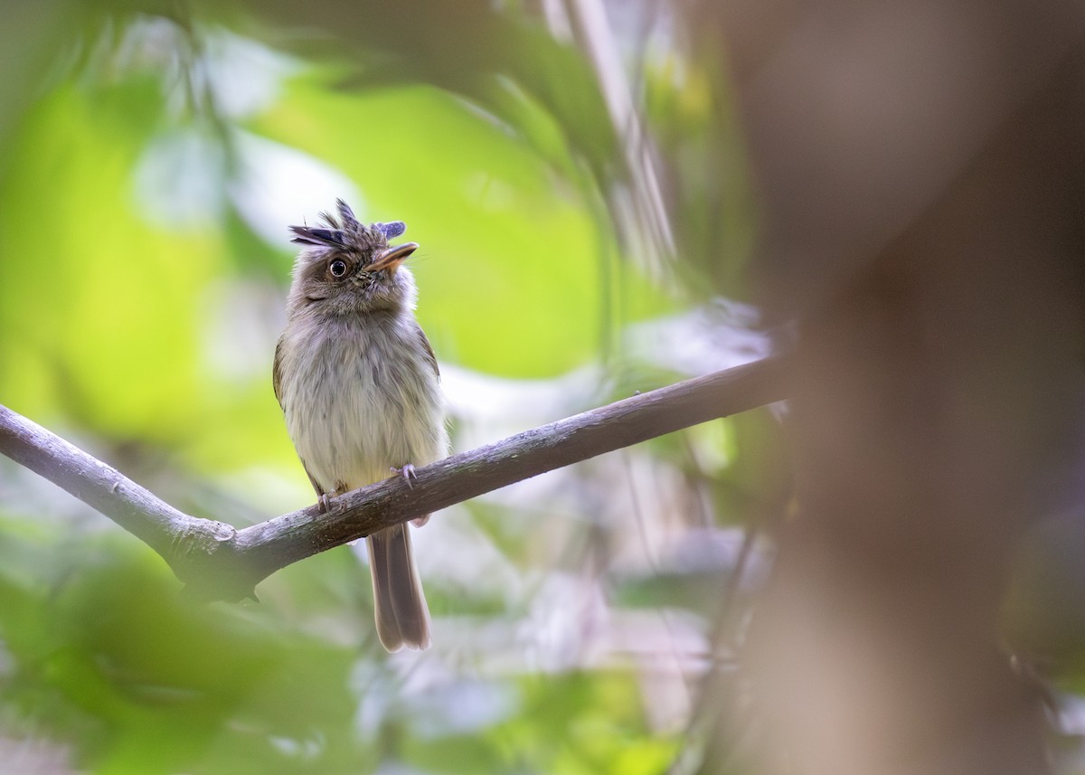 Long-crested Pygmy-Tyrant - ML621778217