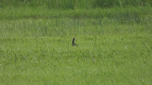 Watercock - ML621778222