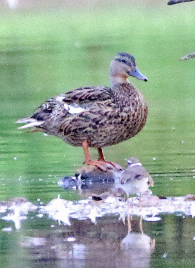 Mallard/American Black Duck - ML621778257