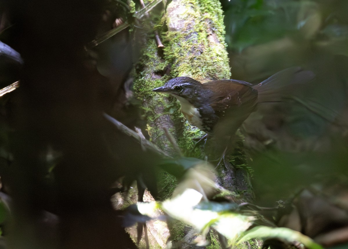 Brustflecktapaculo - ML621778265