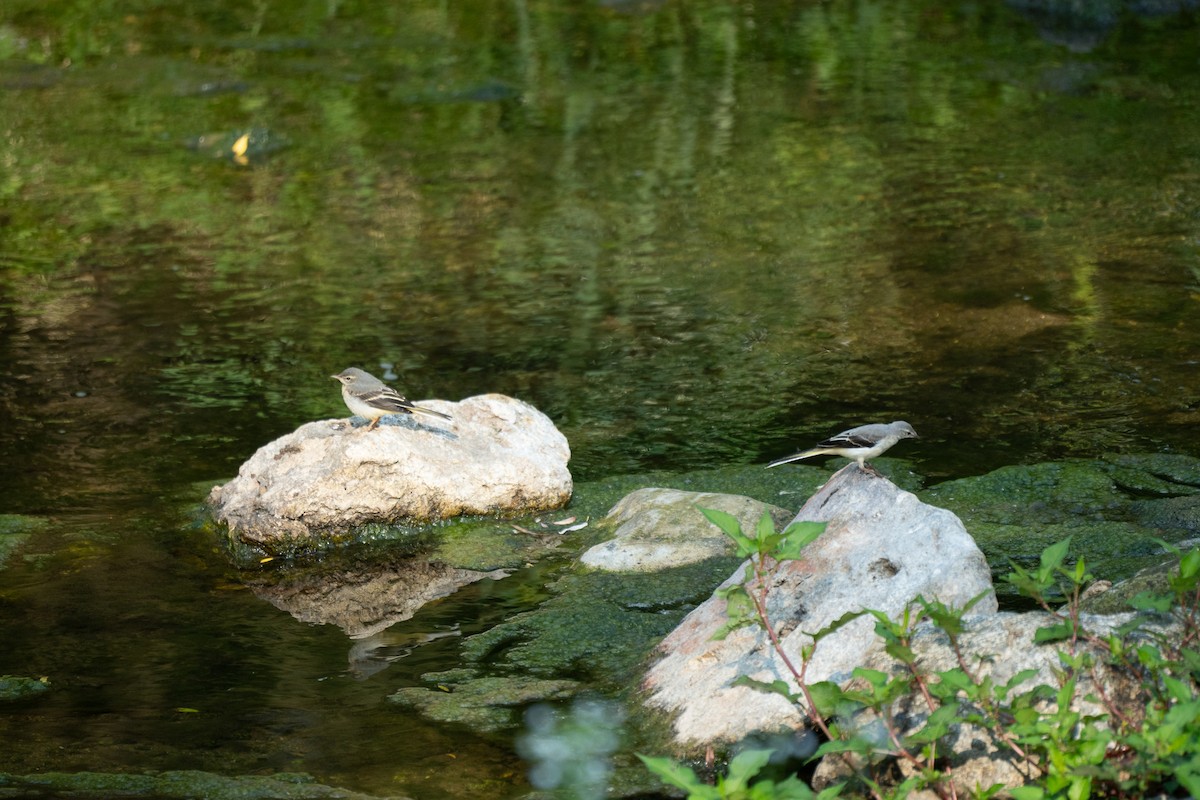 Gray Wagtail - ML621778286