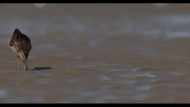 アメリカオオハシシギ（griseus） - eBird