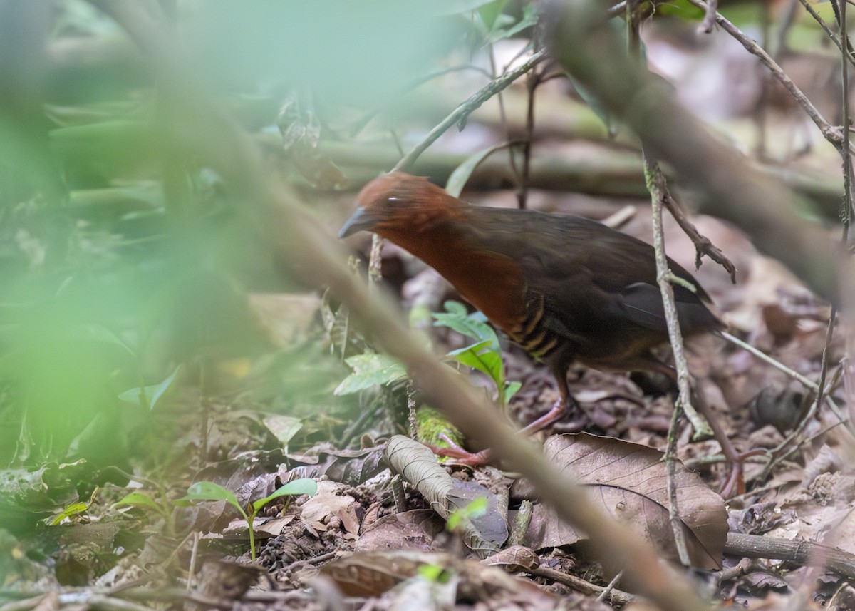 Black-banded Crake - ML621778314