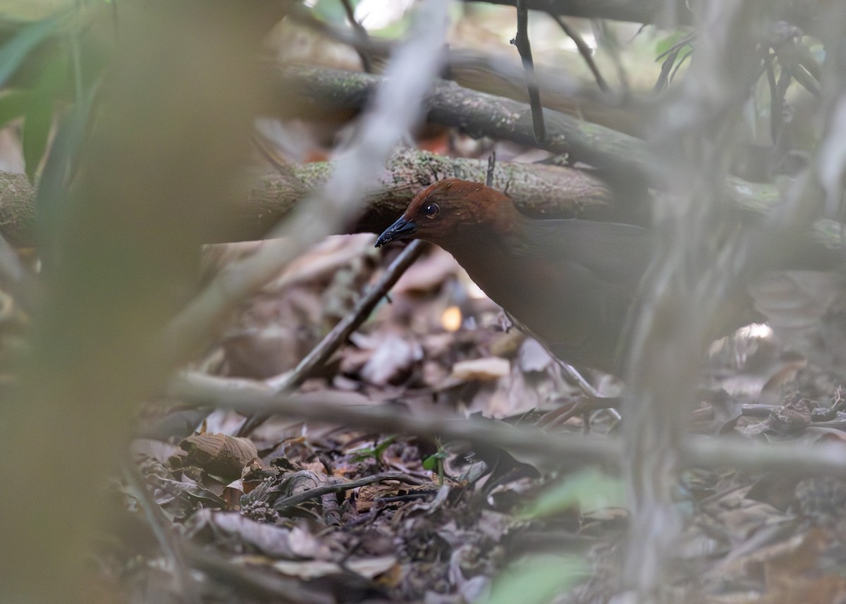 Black-banded Crake - ML621778315