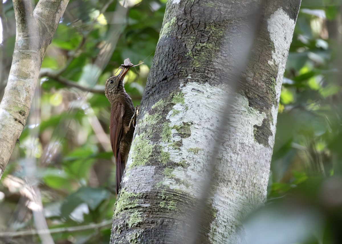 Amazonian Barred-Woodcreeper (Jurua) - ML621778352