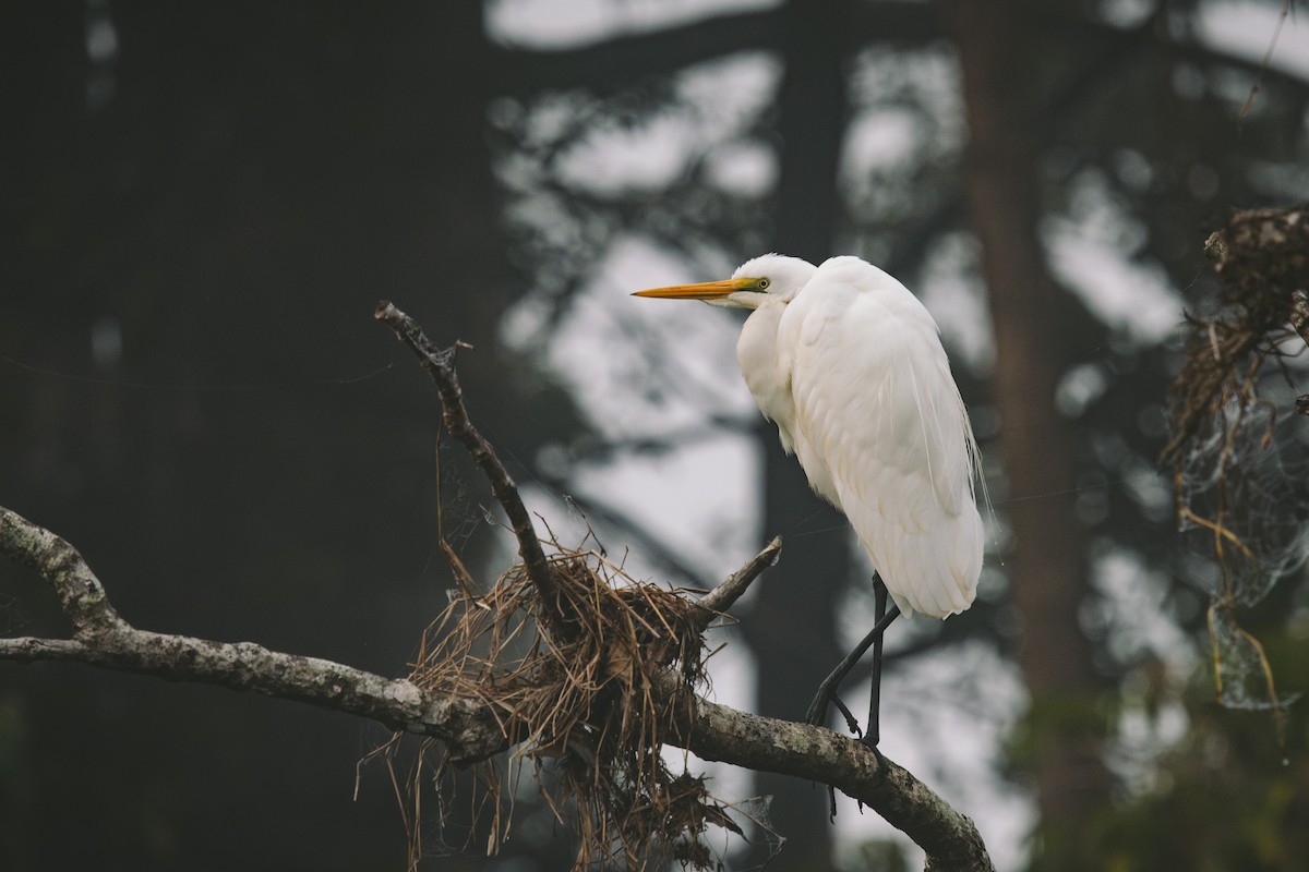 Great Egret - ML621778361