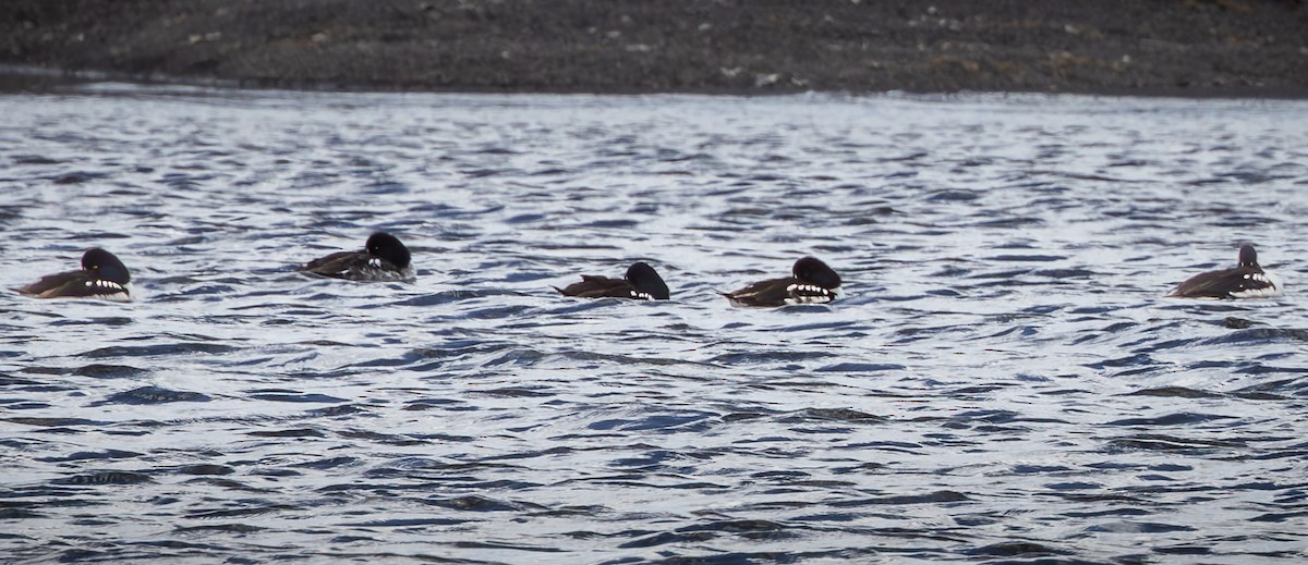 Barrow's Goldeneye - ML621778363