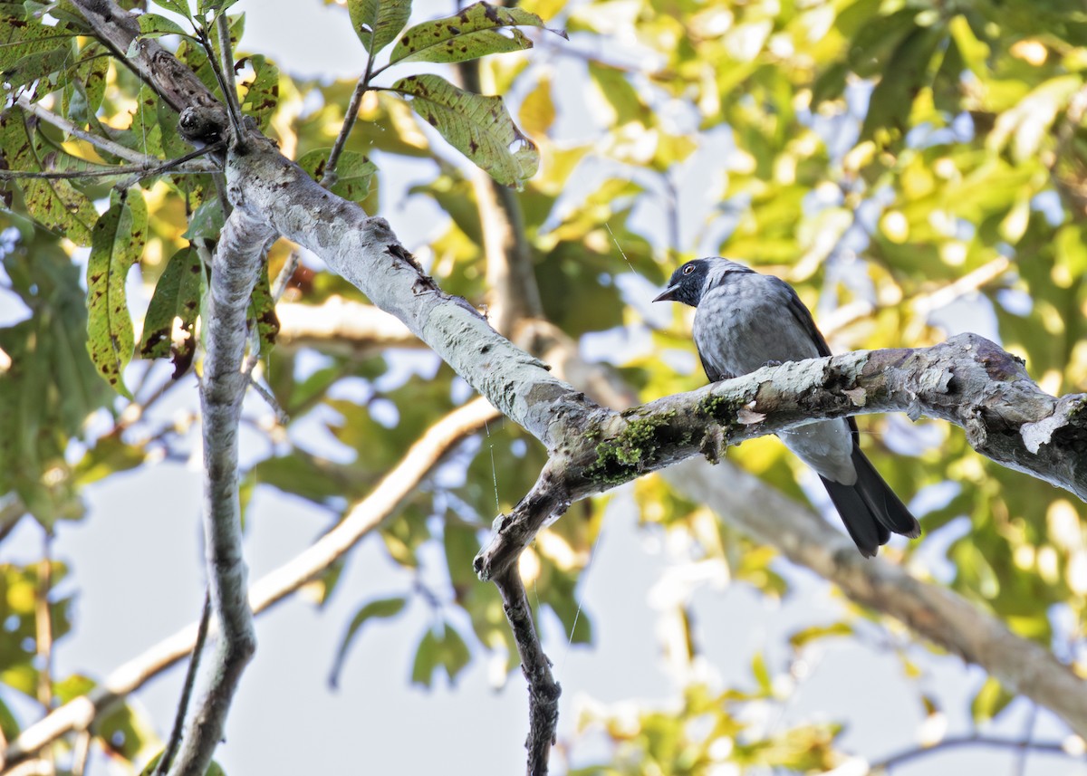 Black-faced Cotinga - ML621778366