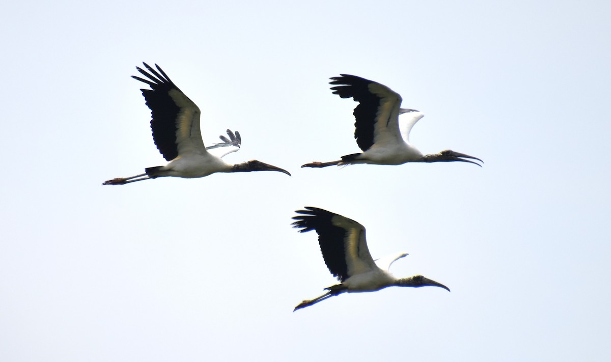 Wood Stork - Duncan  Fraser