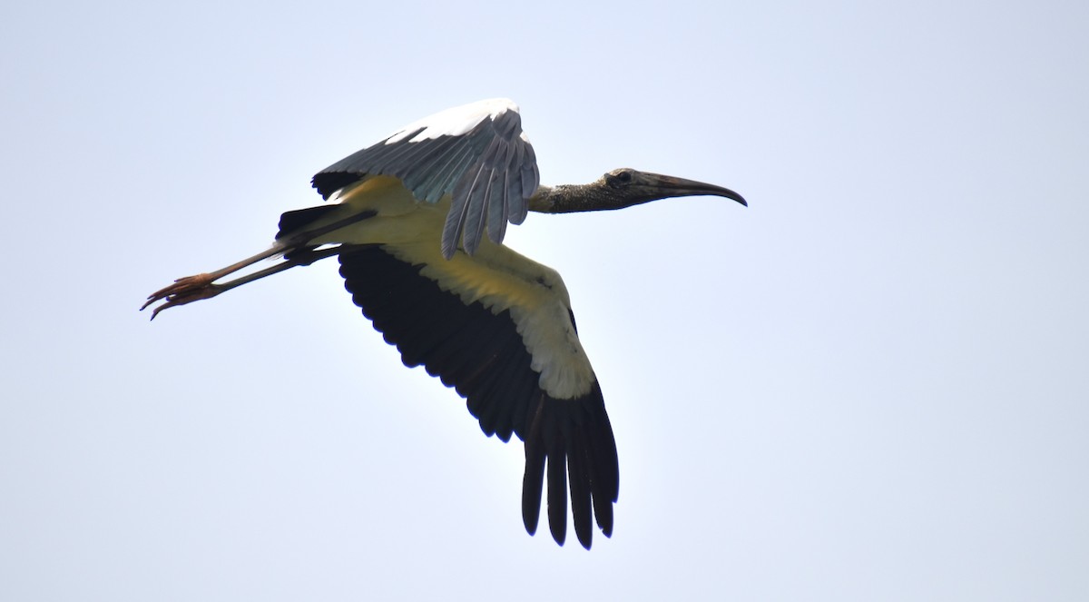 Wood Stork - ML621778371