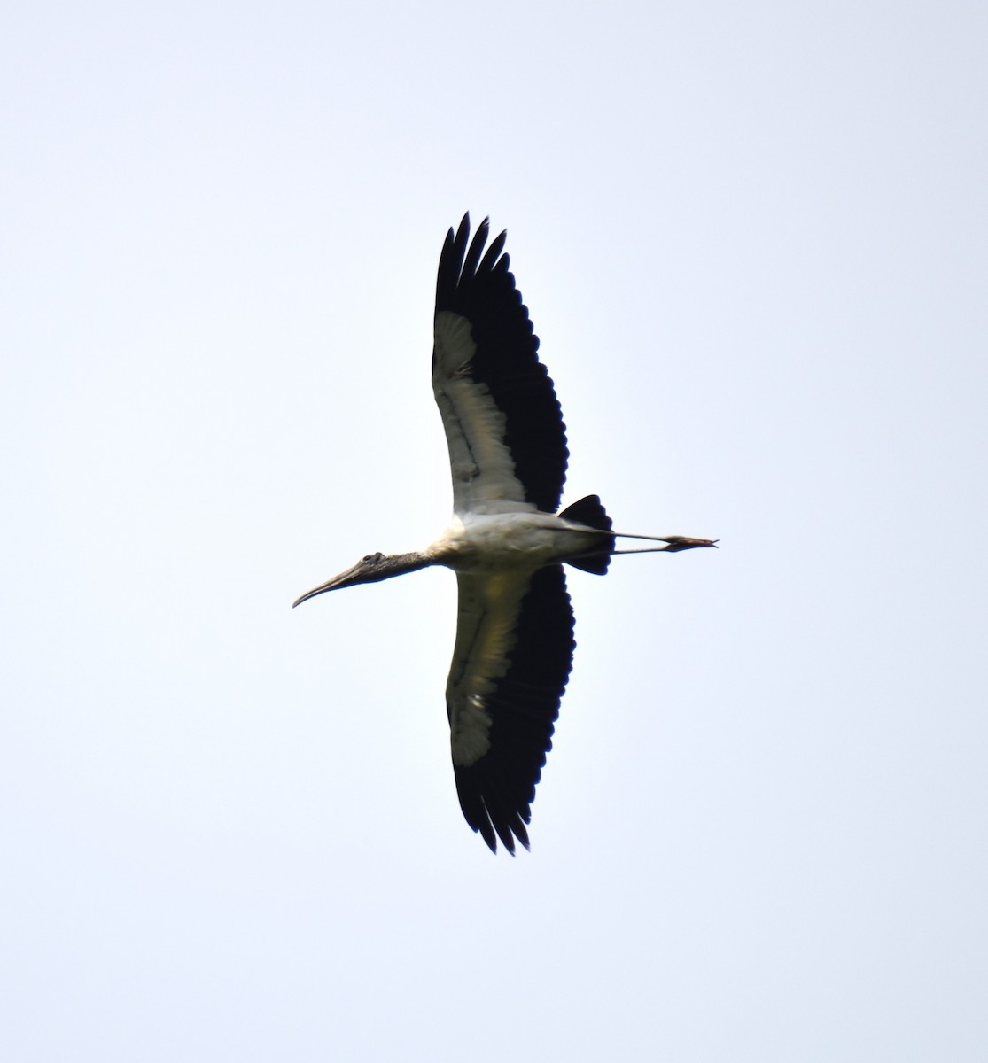 Wood Stork - ML621778372