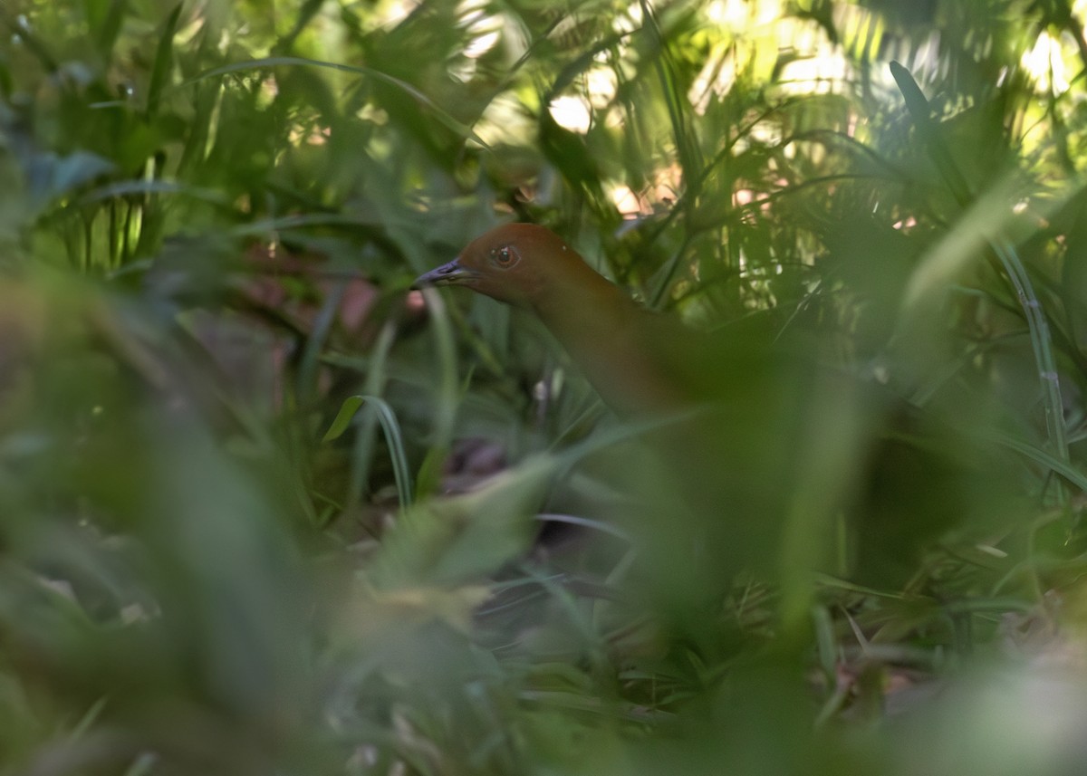 Chestnut-headed Crake - ML621778449