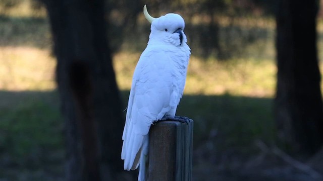 Sulphur-crested Cockatoo - ML621778450