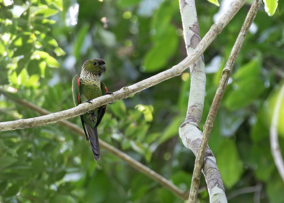 Black-capped Parakeet - ML621778477