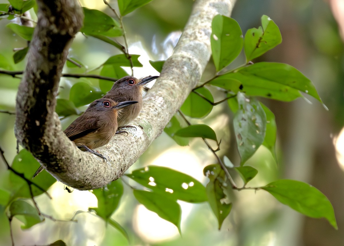 Fulvous-chinned Nunlet - Caio Brito