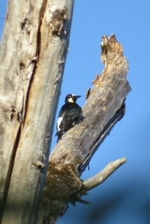 Acorn Woodpecker - ML621778547
