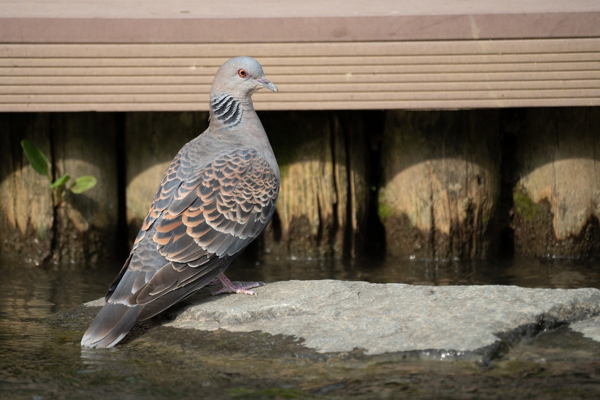 Oriental Turtle-Dove - ML621778557